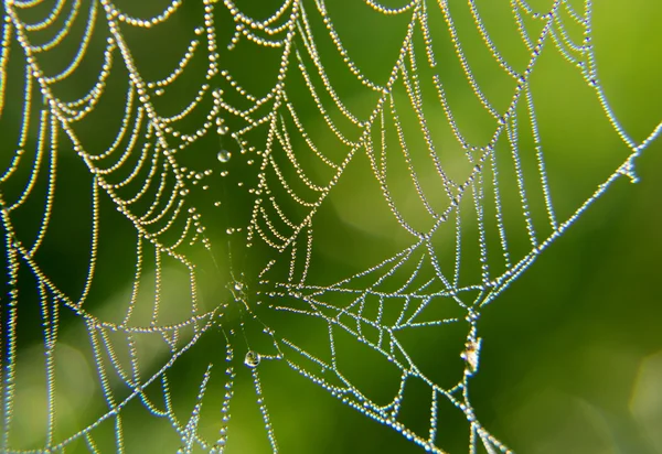 Morning dew on a spider web. — Stock Photo, Image