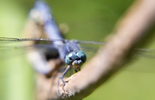Portrait of live dragonfly. — Stock Photo, Image