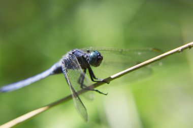 Canlı yusufçuk portresi.