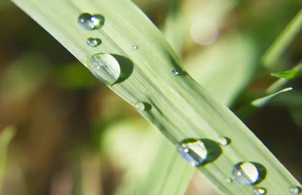 Raindrop is on a leaf. — Stock Photo, Image