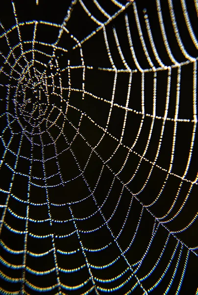 Morning dew on a spider web. — Stock Photo, Image