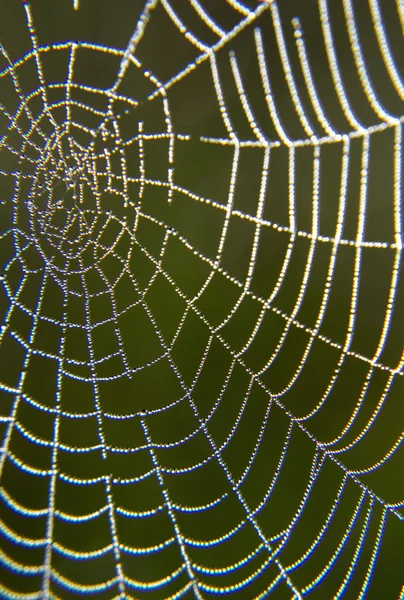 Morning dew on a spider web. — Stock Photo, Image