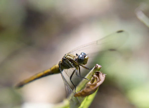 Porträtt av levande dragonfly. — Stockfoto