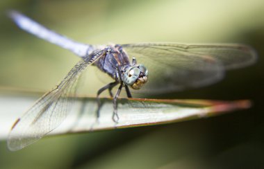 Canlı yusufçuk portresi.