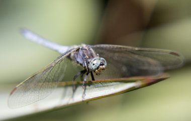 Canlı yusufçuk portresi.
