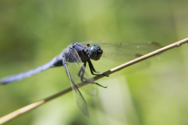 Canlı yusufçuk portresi.