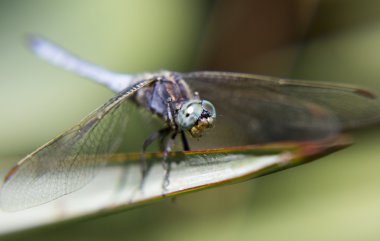 Canlı yusufçuk portresi.