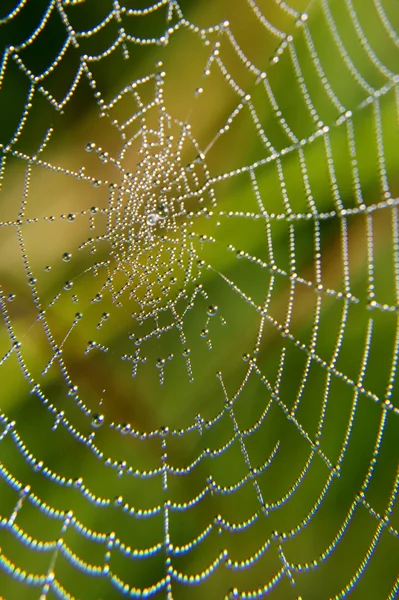 Morning dew on a spider web. — Stock Photo, Image