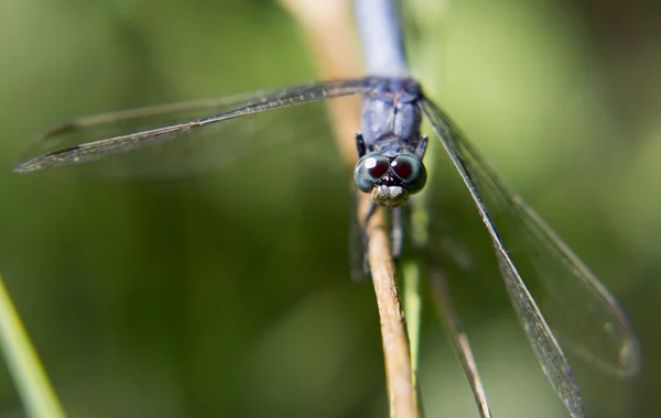 Porträtt av levande dragonfly. — Stockfoto