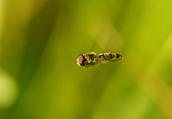 Retrato de uma mosca ao vivo flor. — Fotografia de Stock