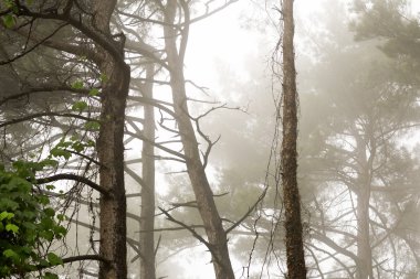 Orman manzara ve Abhazya.