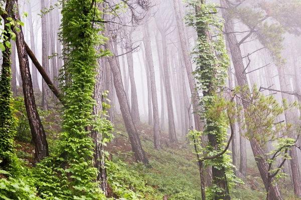 Лесной пейзаж Абхазии . — стоковое фото
