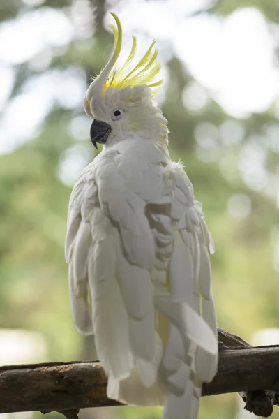 Loro sentado en una rama . —  Fotos de Stock