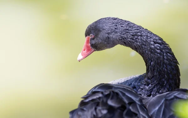 Retrato de un cisne negro. — Foto de Stock