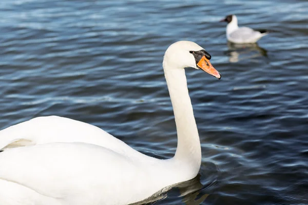 Porträtt av en vit svan. — Stockfoto