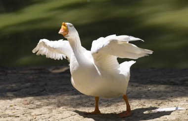 Beyaz bir yaban kazı portresi.