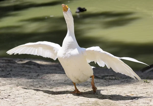 Retrato de un ganso salvaje blanco . — Foto de Stock