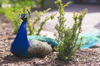 Çiftleşme döneminde Cava tavus kuşu.