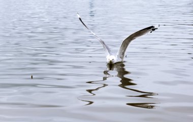 Gölde yüzen martı.