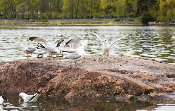 Möwen am See. — Stockfoto