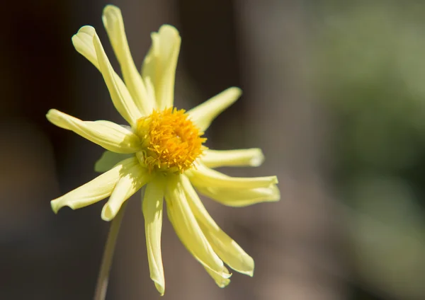 Blume "Echinacea" aus nächster Nähe. — Stockfoto