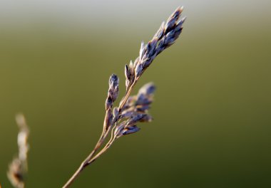 Alan çim yakın çekim.