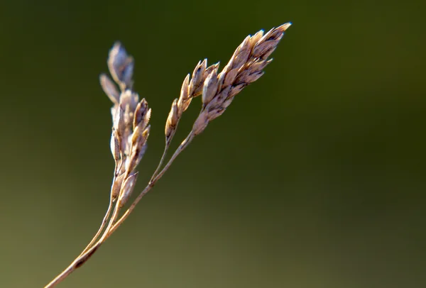 Field grass close up. — Stock Photo, Image