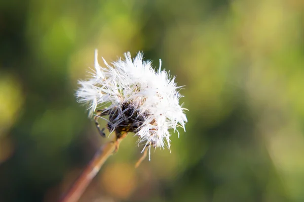 Veld paardebloem close-up. — Stockfoto