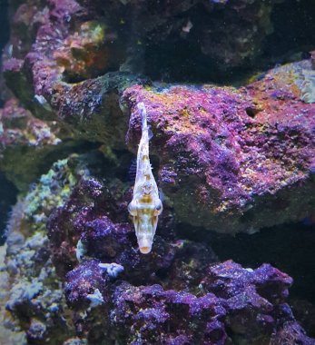 Tüylü kuyruklu tek boynuzlu at-Akricht. Tek boynuzlu at-akreichta 'nın maksimum uzunluğu 15 cm, Hint, Pasifik ve Atlantik okyanuslarının sularında yaşar. Rengi değiştirir, beyaz renkten gri, kahverengi, yeşile, bir desenle.