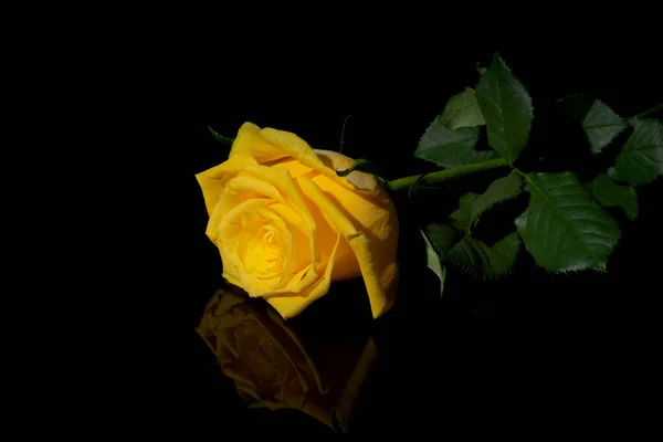 One yellow rose on a black mirror surface