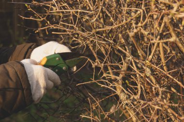 Kadın bahçıvan sektör ile çalıları kesiyor.