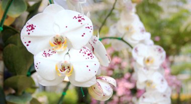 Doğal arka planı olan güzel bir orkide çiçeği..