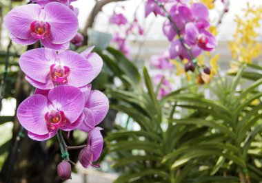Doğal arka planı olan güzel bir orkide çiçeği..