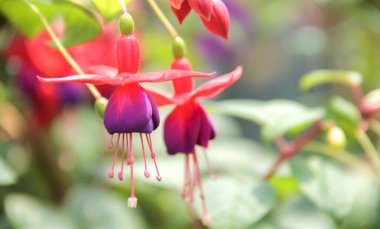Doğal arka planı olan güzel bir orkide çiçeği..