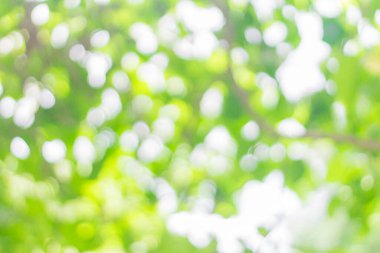 Güneşli soyut yeşil doğa arkaplanı