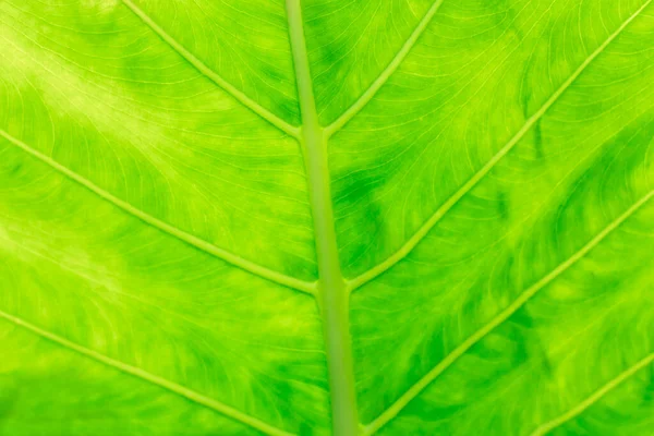Yaprak Dokusu Soyut Sayfa Arkaplanı Kopya Alanı Için Yaprak Motifleri — Stok fotoğraf
