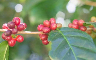 Ağaçtaki kahve çekirdekleri