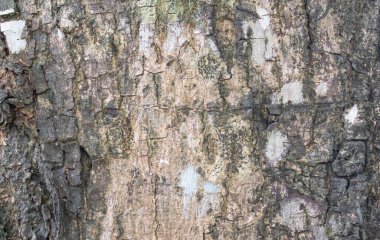 ağaç kabuğu dokusu arkaplanı.