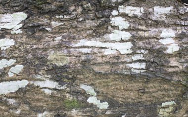 ağaç kabuğu dokusu arkaplanı.