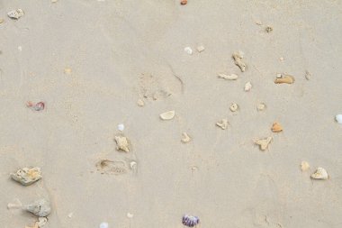 Kumsalda deniz kabukları. Yaz dönemi. Üst görünüm
