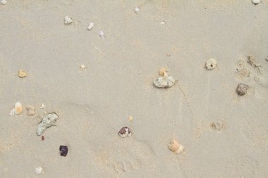 Kumsalda deniz kabukları. Yaz dönemi. Üst görünüm