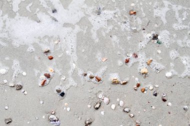 Kumsalda deniz kabukları. Yaz dönemi. Üst görünüm