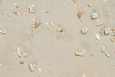 Kumsalda deniz kabukları. Yaz dönemi. Üst görünüm