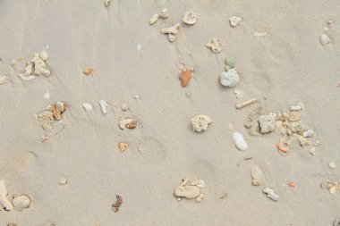 Kumsalda deniz kabukları. Yaz dönemi. Üst görünüm