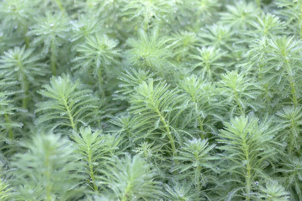 Hydrilla, Hydrilla verticillata (L.F.) Royle yeşil doğa soyut arka plan