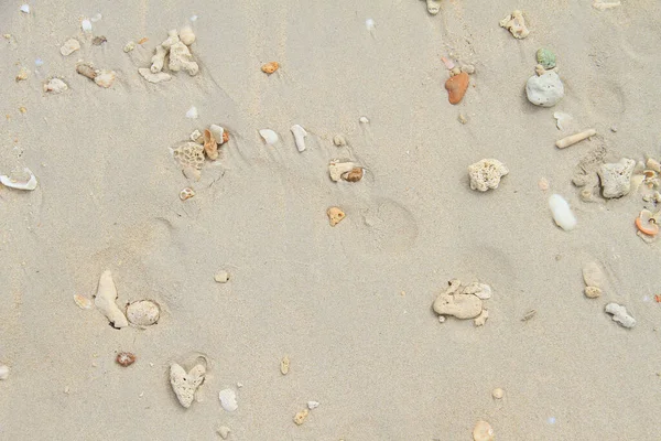 Coquillages Mer Sur Plage Sable Fin Fond Estival Vue Dessus — Photo