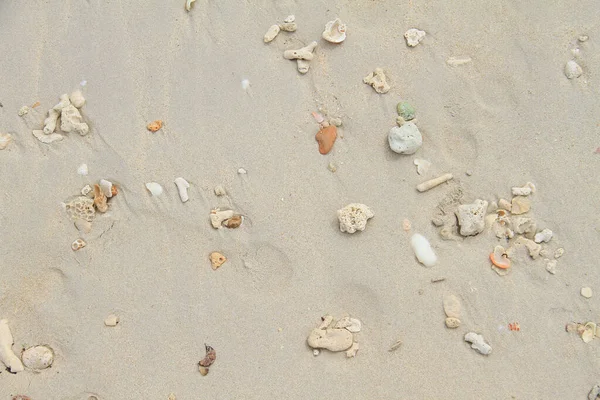 Kumsalda deniz kabukları. Yaz dönemi. Üst görünüm