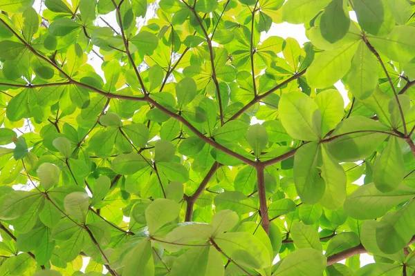 Green leafs From Below, Green leaves on blue sky background bottom view, green leaves background