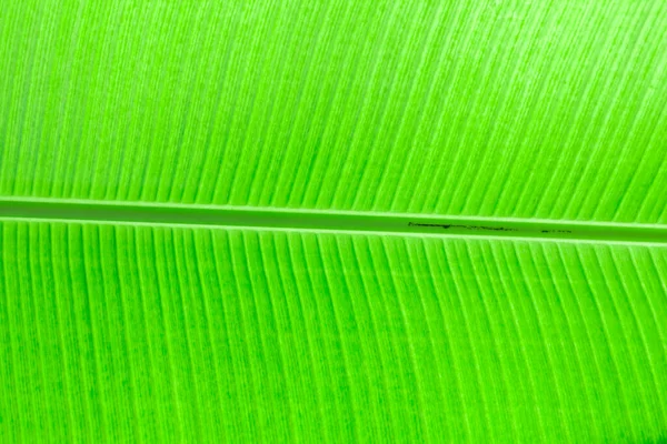Muz Yeşili Arkaplan — Stok fotoğraf