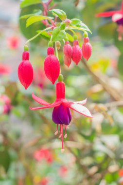 Doğal arka planı olan güzel bir orkide çiçeği..